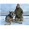Image 1 : 5-day Canada Wolf Hunt for One Hunter