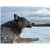 Image 2 : 5-day Canada Wolf Hunt for One Hunter