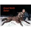 Image 3 : 5-day Canada Wolf Hunt for One Hunter