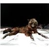 Image 4 : 5-day Canada Wolf Hunt for One Hunter