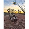 Image 2 : 5-day Mexico Coues Deer or Mule Deer (up to 180â€) Hunt for One Hunter