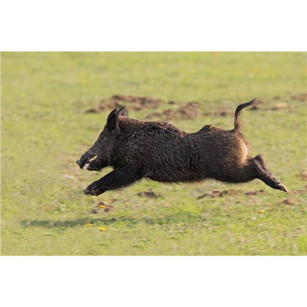 3-day/2-night Texas Hog Hunt for Two Hunters