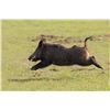 Image 1 : 3-day/2-night Texas Hog Hunt for Two Hunters