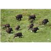Image 2 : 3-day/2-night Texas Hog Hunt for Two Hunters