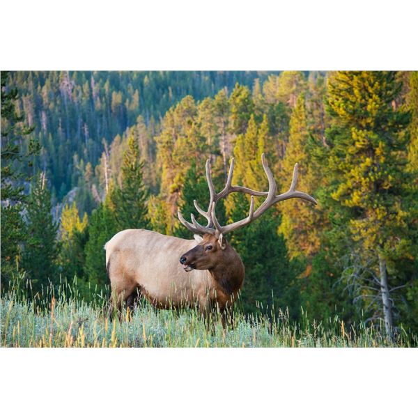 7-day Navajo Nation (Arizona) Elk Hunt for One Hunter
