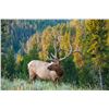 Image 1 : 7-day Navajo Nation (Arizona) Elk Hunt for One Hunter