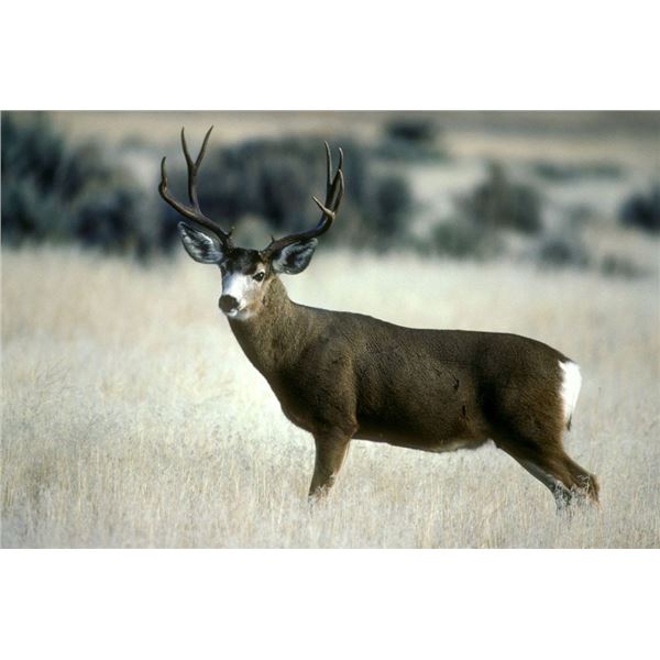 7-day Navajo Nation (Arizona) Mule Deer Hunt for One Hunter