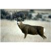 Image 1 : 7-day Navajo Nation (Arizona) Mule Deer Hunt for One Hunter