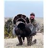 Image 1 : 3-day Nebraska Merriam's Turkey Hunt for Two Hunters