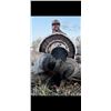 Image 2 : 3-day Nebraska Merriam's Turkey Hunt for Two Hunters