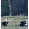 Image 4 : 3-day Nebraska Merriam's Turkey Hunt for Two Hunters