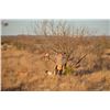 Image 2 : 2-night (3 session) Texas Quail Hunt for Two Hunters
