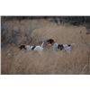 Image 4 : 2-night (3 session) Texas Quail Hunt for Two Hunters