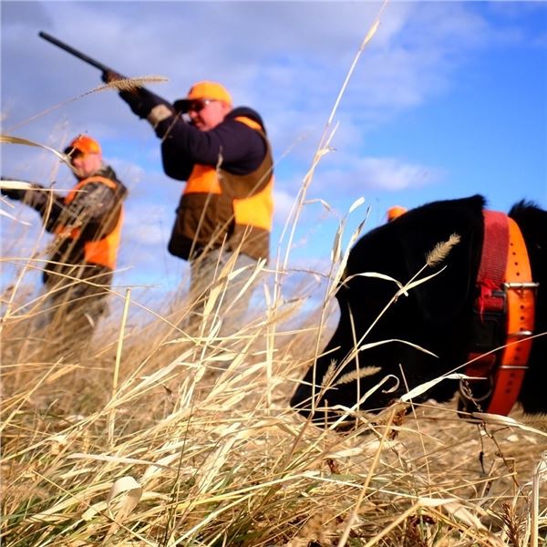 3-day/4-night South Dakota Pheasant Hunt for Four Hunters