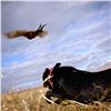 Image 2 : 3-day/4-night South Dakota Pheasant Hunt for Four Hunters
