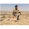 Image 4 : 5-day Pakistan Urial Sheep Hunt for One Hunter