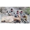 Image 2 : 10-day Mexico Desert Big Horn Sheep Hunt for One Hunter
