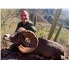 Image 3 : 10-day Mexico Desert Big Horn Sheep Hunt for One Hunter