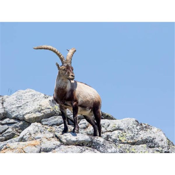 4-day Spain Southeast Ibex Hunt for One Hunter