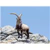 Image 1 : 4-day Spain Southeast Ibex Hunt for One Hunter