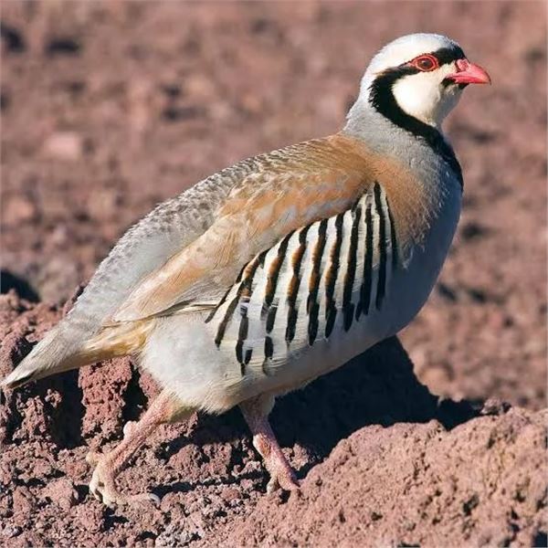 1-day Pennsylvania Chukar Hunt for Five Hunters -