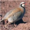 Image 1 : 1-day Pennsylvania Chukar Hunt for Five Hunters -