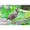 Image 2 : 1-day Pennsylvania Chukar Hunt for Five Hunters -