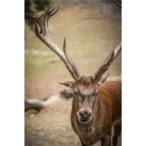 5-day Mongolia Maral Stag Hunt for One Hunter