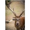 Image 1 : 5-day Mongolia Maral Stag Hunt for One Hunter