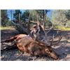 Image 2 : 5-day Arizona OTC Elk Hunt for One Hunter