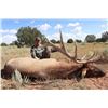 Image 3 : 5-day Arizona OTC Elk Hunt for One Hunter