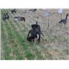 Image 2 : 3-day Saskarchewan Bird Hunt for Four Hunters