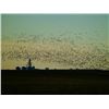 Image 3 : 3-day Saskarchewan Bird Hunt for Four Hunters