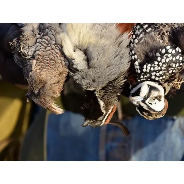2-day Arizona Quail Hunt for Two Hunters
