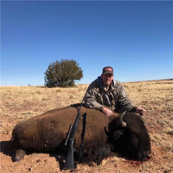5-day Arizona Bison Yearling Bull Hunt for One Hunter