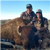 Image 2 : 5-day Arizona Bison Yearling Bull Hunt for One Hunter