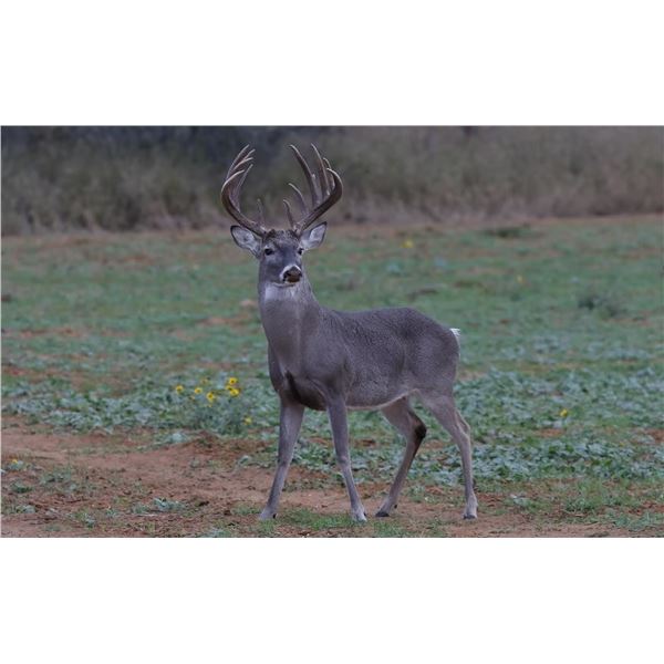 5-day Texas Whitetail Management Deer Hunt for One Hunter
