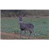 Image 1 : 5-day Texas Whitetail Management Deer Hunt for One Hunter