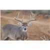 Image 2 : 5-day Texas Whitetail Management Deer Hunt for One Hunter