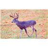 Image 3 : 5-day Texas Whitetail Management Deer Hunt for One Hunter