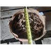Image 2 : Heavy-duty, rusted industrial chain in box.