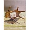 Image 3 : Moose antler clock- untested