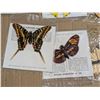 Image 4 : Vintage Lipton tea Orange Pekoe w/ Original Box "Tropical Butterfly's"