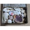 Image 2 : Vintage Tin W/ Various Sea Shells and etc.