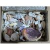 Image 3 : Vintage Tin W/ Various Sea Shells and etc.