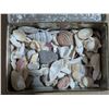 Image 4 : Vintage Tin W/ Various Sea Shells and etc.