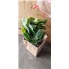 Image 2 : 38.00'' ARTIFICIAL MINI FIDDLE LEAF FIG TREE IN BASKET