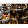 Image 9 : Qty 4 Wire Rack Shelving Units & Contents: Pipe Fittings, Valves, Hardware, etc
