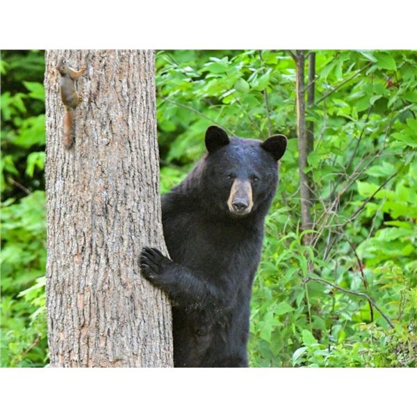 Maine Black Bear Hunt Package - Rifle Included