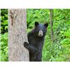 Image 1 : Maine Black Bear Hunt Package - Rifle Included